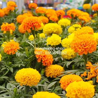 Hạt giống hoa vạn thọ Pháp cao nhiều màu