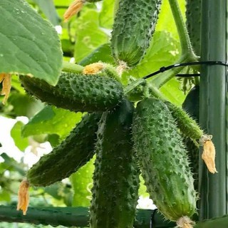 Gói 1GR hạt giống Dưa Leo Baby (Dưa chuột Gai)