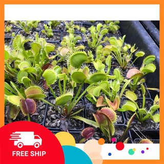 10 Hạt giống Cây ăn thịt (bẫy kẹp) (tặng gói Kích nẩy mầm và Hướng dẫn) KHUYẾN MẠI TRONG NGAY