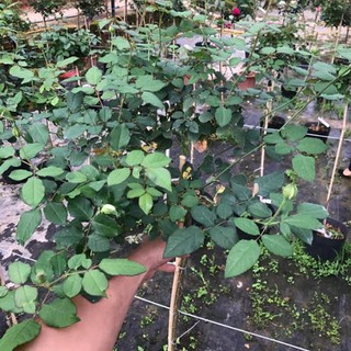 COMBO 3 Cây hoa hồng thân gỗ (tree rose đang mầm đẹp)