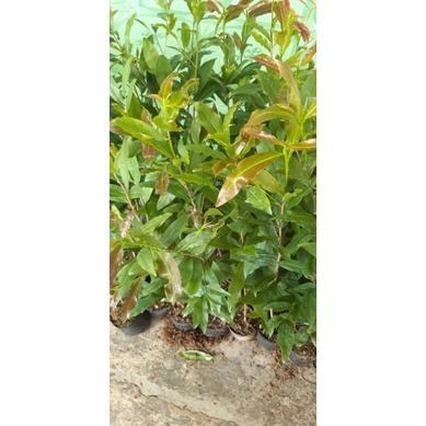 Combo 15 cây mai vàng quấn rễ, Cao 50cm trở lên