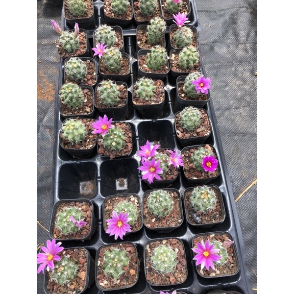 Xương Rồng Escosbaria Size Chậu 5.5 cm, 1 đổi 1