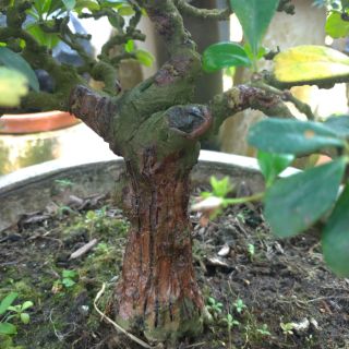 Keo liền sẹo cây cảnh