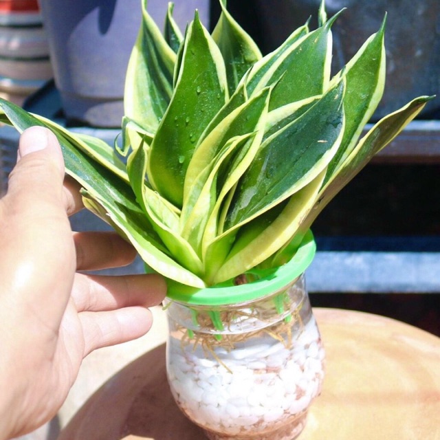 Lưỡi hổ thái thuỷ sinh
