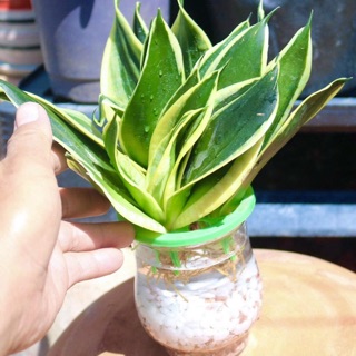 Lưỡi hổ thái thuỷ sinh