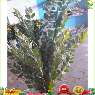 ( CHẤT LƯỢNG TỐT ) 5h Hạt Giống Cây Mimosa