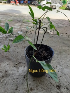 Hoa móng cop màu xanh