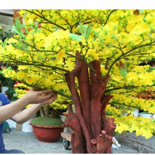 Size 1mét :Khúc củi khô ,thân cây trang trí, deco Giáng Sinh, Tết, Làm thân Mai, Đào