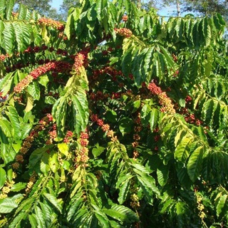Cây Cà Phê arabica (Giống Chuẩn)