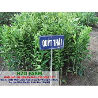 Cây Giống Quýt Ngọt Miền Bắc - H2O FARM