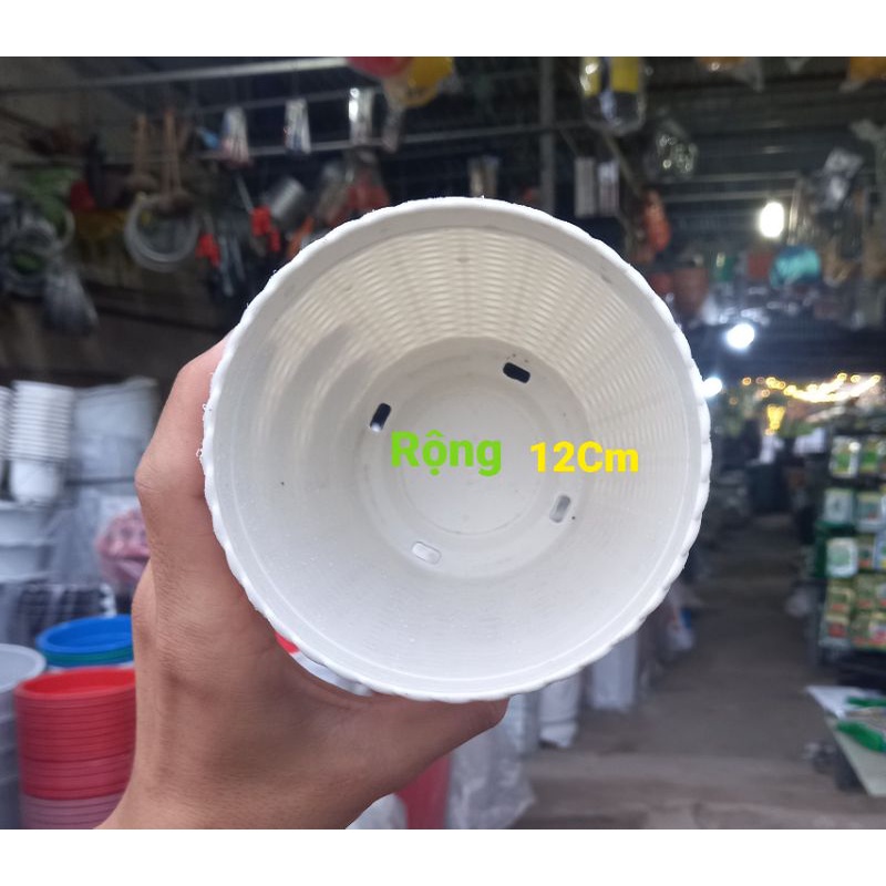 Chậu Nhựa 12Cm Trồng Sen Đá & Cây, Hoa Nhỏ Xinh