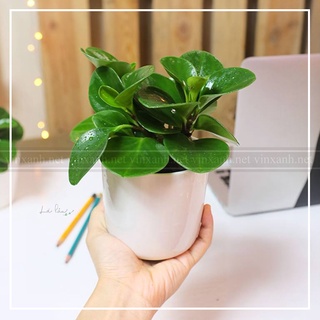 Cây trường sinh mini để bàn