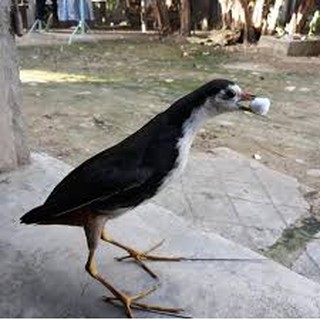 [FREESHIP 99K]1 con quốc giả nhồi bông độ bền rất cao , bao đánh 3 năm