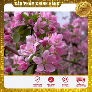 Hạt giống cây hoa Anh Đào Nhật