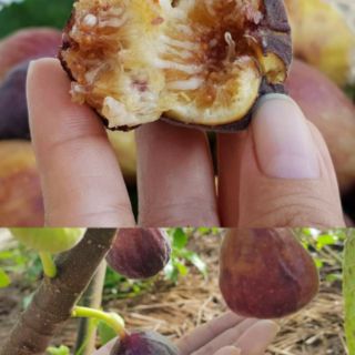 Cây 🌲 Sung Mỹ .... trái tím