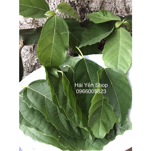 1kg Lá Sung tươi ăn thịt chua