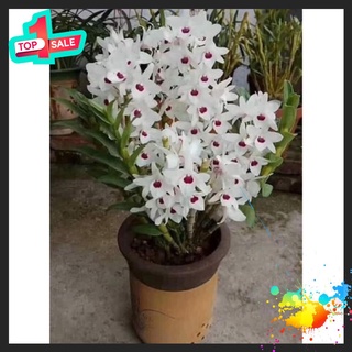 Hoa Lan ý ngọc