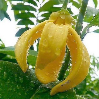 CÂY HOA DẺ THƠM, CÂY GỬI ĐI NGUYÊN BẦU, ĐẢM BẢO TỈ LỆ SỐNG 100%
