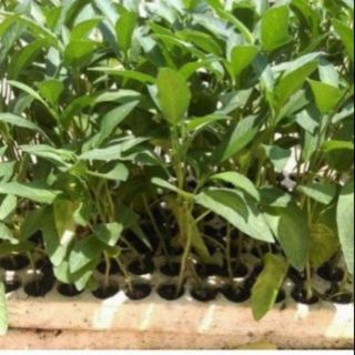 Cây giống dưa hấu Nam Mỹ (dưa Pepino)