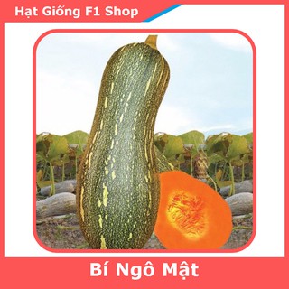 Hạt Giống Bí Ngô Mật Cao Sản Đặc Ruột