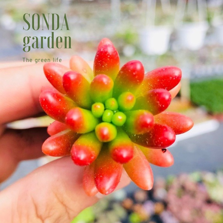 Sen đá thạch ngọc đỏ SONDA GARDEN size mini 2.5-4cm, xuất xứ Đà Lạt, khoẻ đẹp, lỗi 1 đổi 1