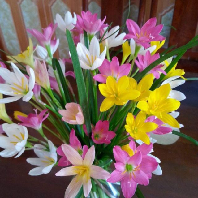 5 củ huệ mưa màu hường