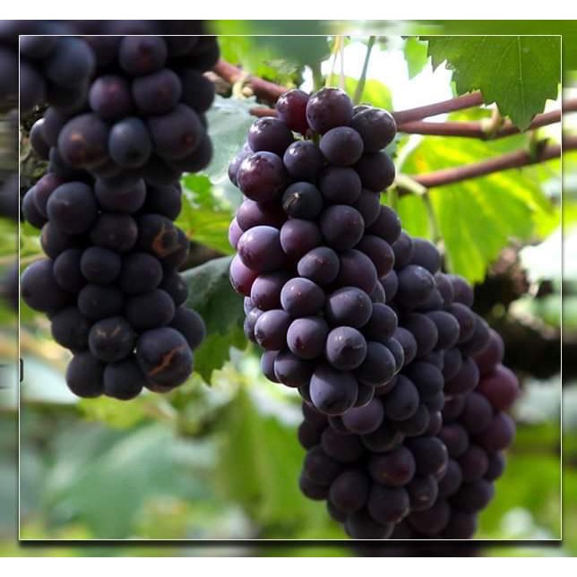 Cây Giống Nho Alden.