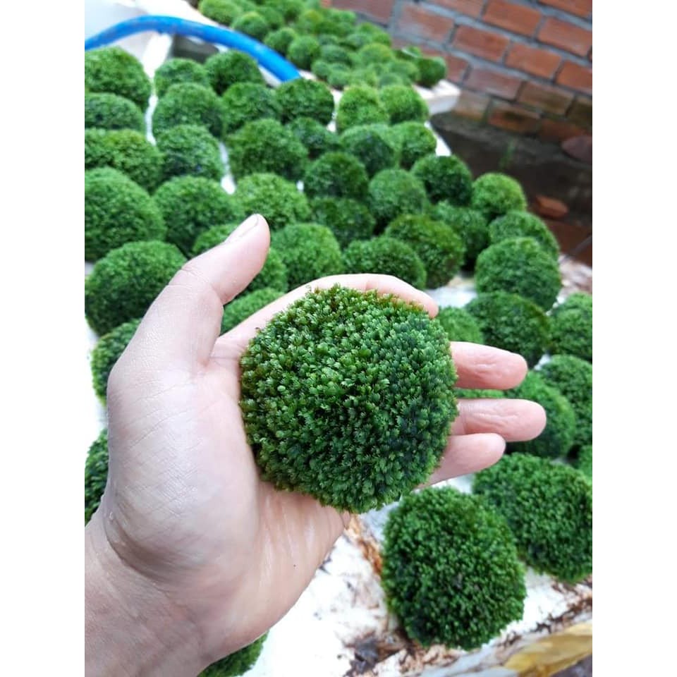 Rêu Mini Fiss Bám Đá loại lớn- Mini Fiss Viên Thuỷ Sinh - viên rêu minifiss - trang trí bể thủy sinh - bể tép