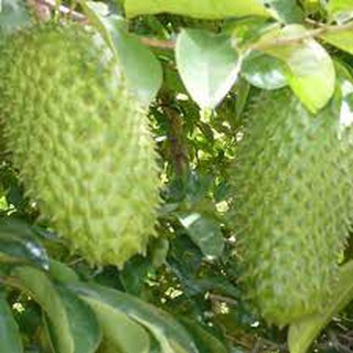 Combo 2 cây giống mãng cầu xiêm ghép thái lan