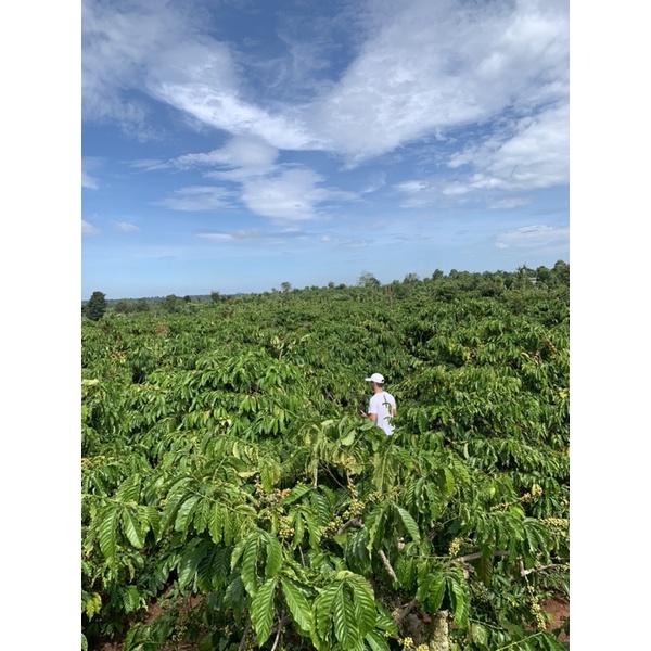 (Siêu Vocher) Cà phê Robusta vụ mùa mới - Rang mộc đậm đà chuẩn vị pha phin pha máy | BigBuy360 - bigbuy360.vn