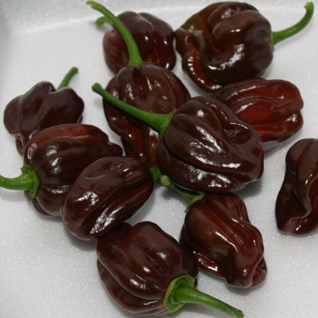 Cây đang sẵn trái - Ớt Habanero cho trái siêu cay
