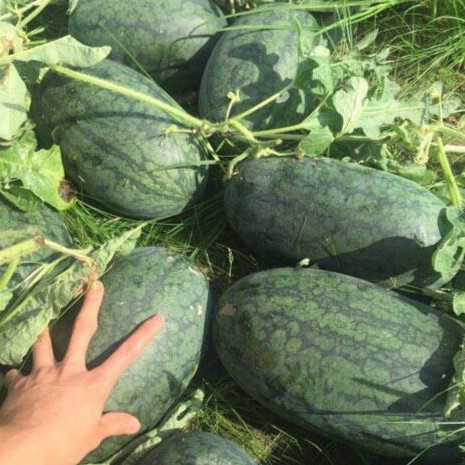 Gói 100 Hạt dưa hấu quả Dài Lai F1