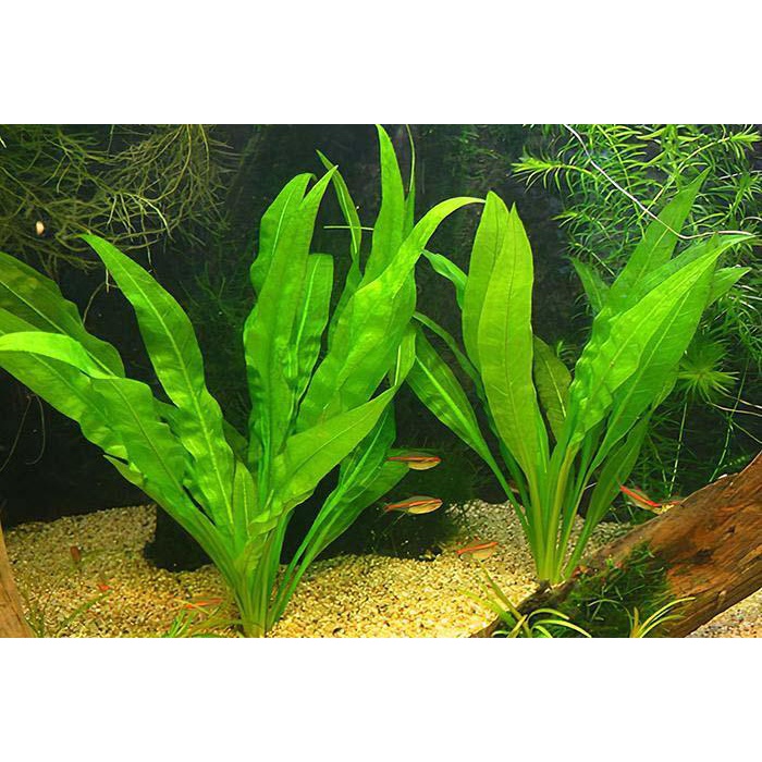 Cây thủy sinh Echinodorus Amazon Sword - 1 cây - lá cạn