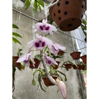 LAN PHI ĐIỆP CÁNH TÍM CHUẨN HOÀ BÌNH
