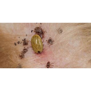 Thuốc trị ve chó Peta Mectin (10ml)