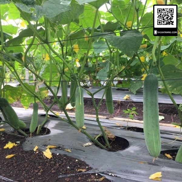 [Bán sỉ] - Hạt giống dưa chuột nếp thơm - Gói 2g