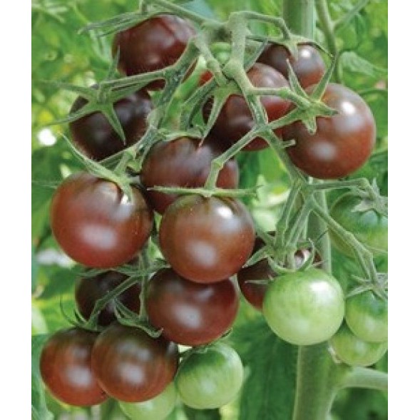 Hạt Giống Cà Chua Bi Socola