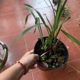 Địa lan kiếm bạch ngọc