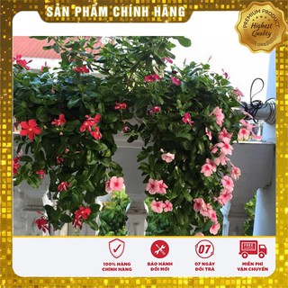Hạt Giống Hoa Dừa Cạn Rũ Nhiều Màu(50 hạt)