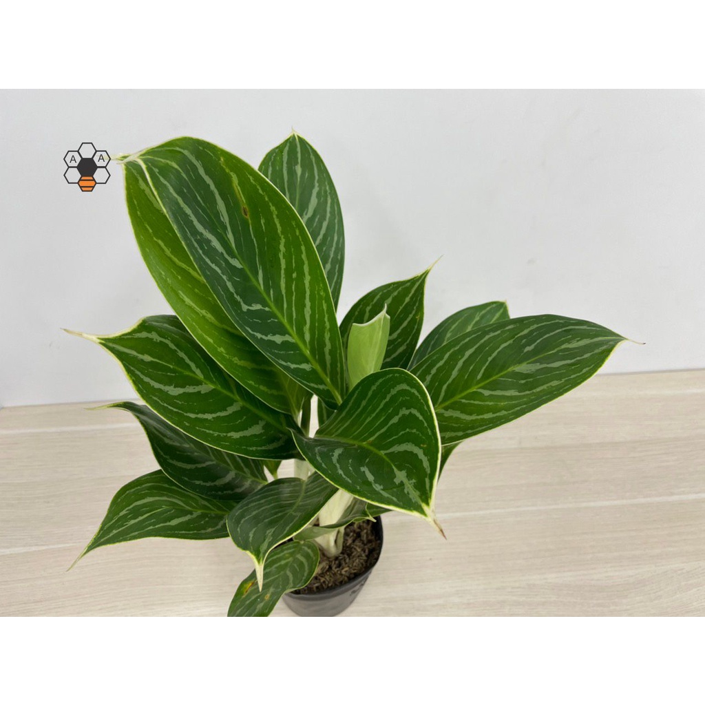 Cây BẠCH MÃ HOÀNG TỬ - cao 20-25cm, cây phong thủy trồng trong nhà lọc không khí, Full Color Shop.