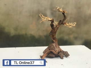 Bonsai mini bể cá