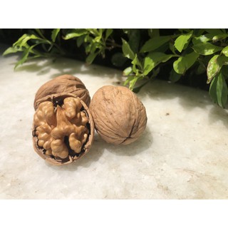 Óc chó vàng nguyên hạt