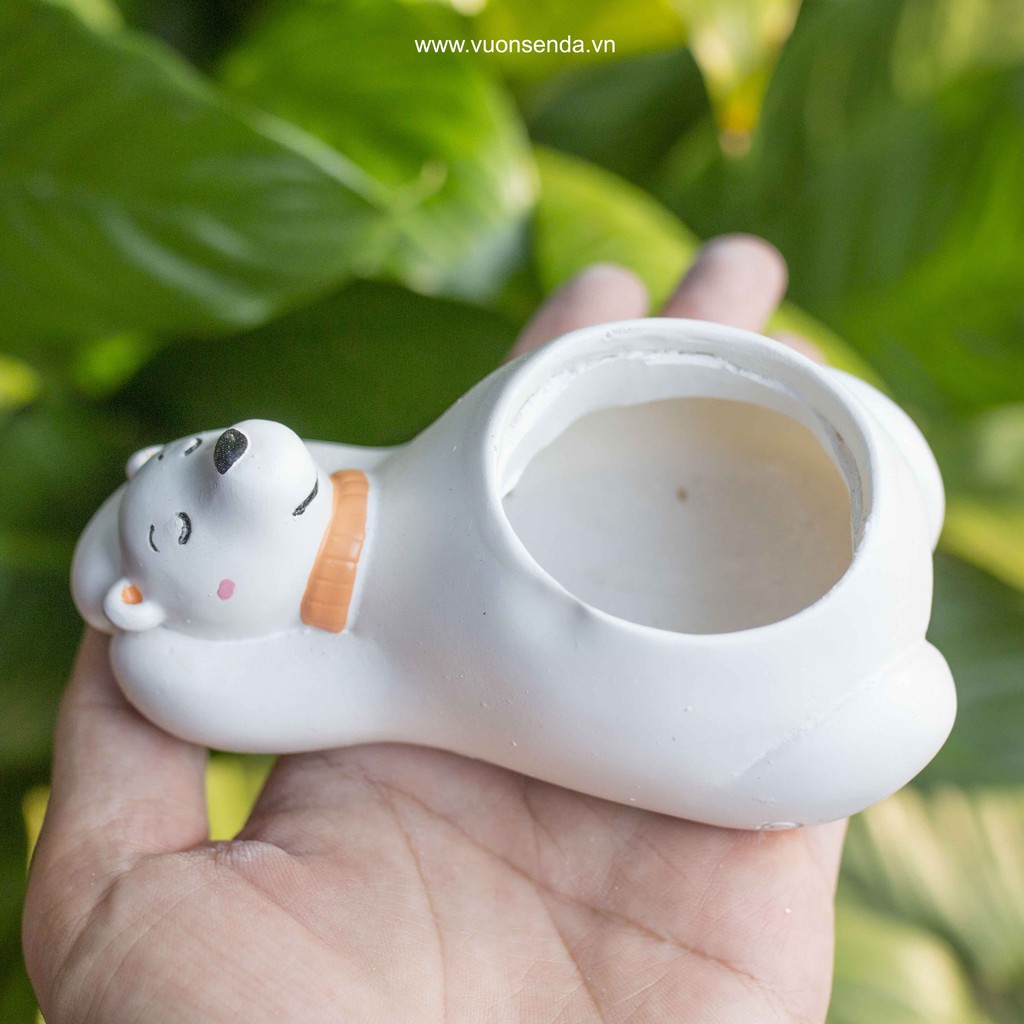Chậu gấu bắc cực (nhựa cứng) - Vườn sen đá