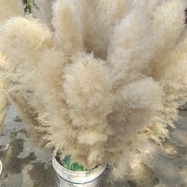 Hoa cỏ lau  xù khô màu xám nâu siêu sang, bông cỏ lau decor vintage màu sáng sang trọng