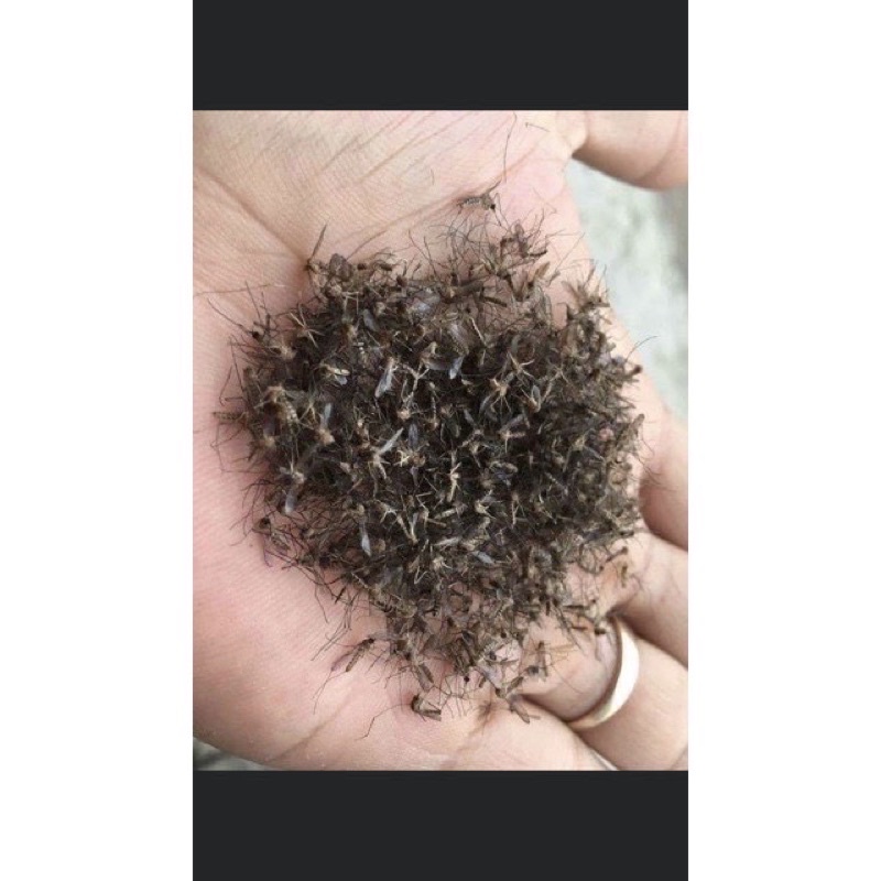 { Rẻ nhất } Thuốc phun muỗi y tế sinh học chuyên dùng trong bệnh viện pha sẵn chai 1.5lit