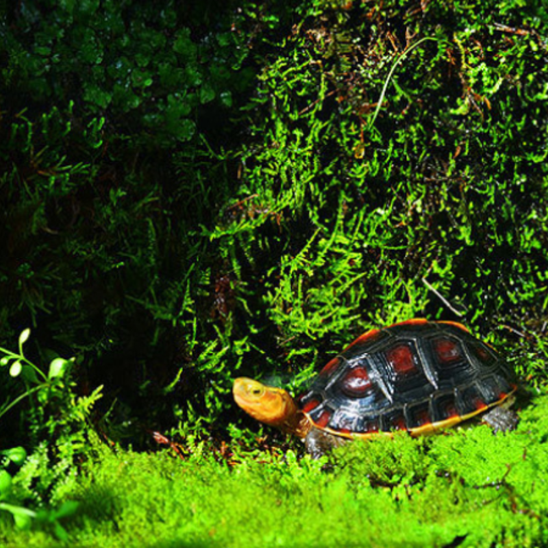 Rêu tự nhiên dùng cho bò sát, ếch nhái