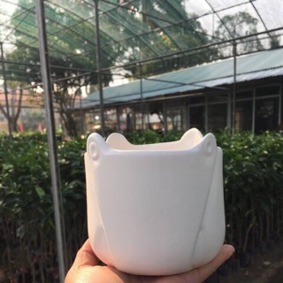 Combo 4 chậu