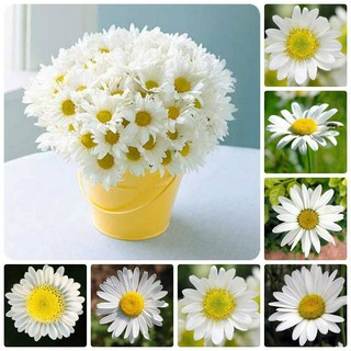 Hạt Giống Hoa Cúc Họa My Trắng F1