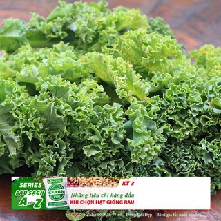 HẠT GIỐNG CẢI XOĂN KALE 20 hạt