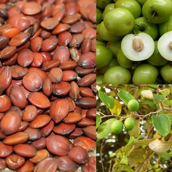 Toan táo nhân khô thượng hạng JINDO 1kg